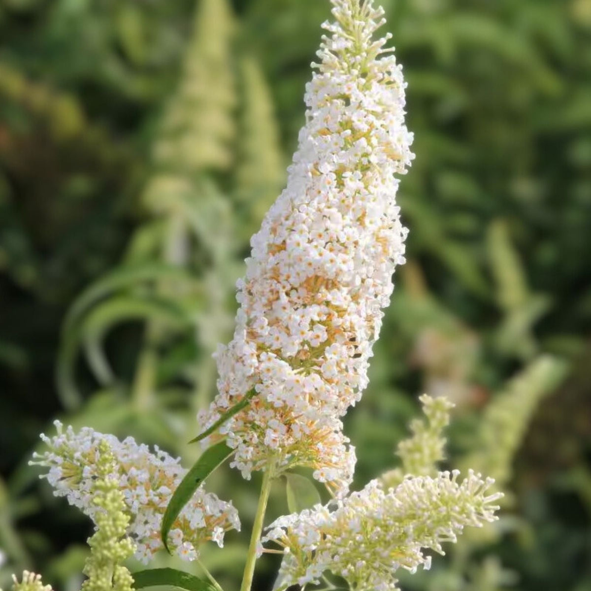 Butterfly Bush Live Plant 6" White Profusion Buddleia davidii Fragrant Blooms Deer Resistant