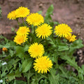 Dandelion Plants - 10+ Organic Non-GMO Heirloom - Taraxacum officinale - Wild Edible Herbs for Gardens and Landscaping