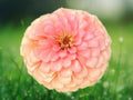 25 Seeds Dahlia Pinnata Salmon Rose Soft Coral Blooms Hardy Perennial Ornamental Garden Flower Elegant Summer Plant