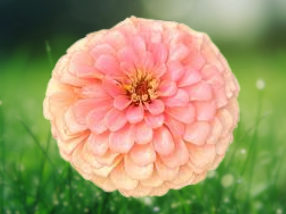 25 Seeds Dahlia Pinnata Salmon Rose Soft Coral Blooms Hardy Perennial Ornamental Garden Flower Elegant Summer Plant