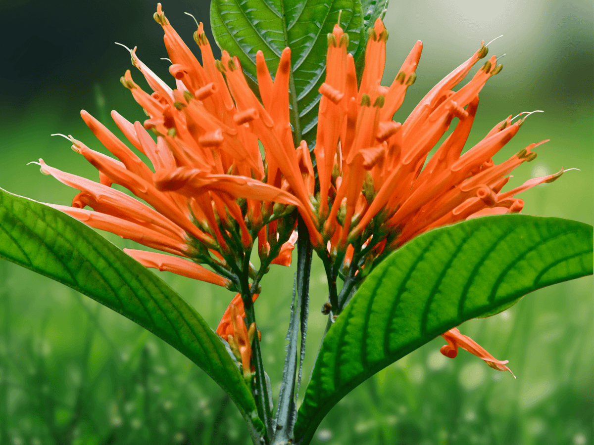 5 Seeds Justicia chrysostephana Orange Flame Plant