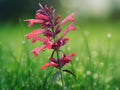 100 Seeds Coral Hyssop Agastache Aurantiaca Fragrant Perennial Hummingbird Mint Coral Orange Blooms Drought Tolerant Pollinator Plant