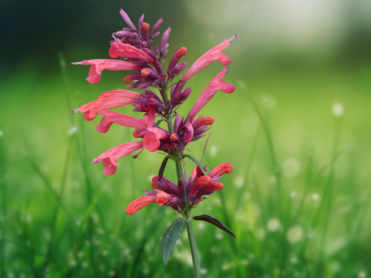 100 Seeds Coral Hyssop Agastache Aurantiaca Fragrant Perennial Hummingbird Mint Coral Orange Blooms Drought Tolerant Pollinator Plant