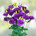Lisianthus Plug Plant - Green Starter for Cut Flower Gardens (Eustoma grandiflorum) - Well-Rooted Quality