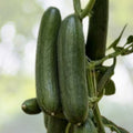 Wild Cucumber Seeds - Fruiting Vine - Cucumis dipsaceus - 10 Seeds - Garden Starter - Organic Gardening
