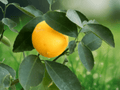 1 Meyer Lemon Live Plant 12 Inch Tall Well Rooted in 5 Inch Pot Citrus x meyeri