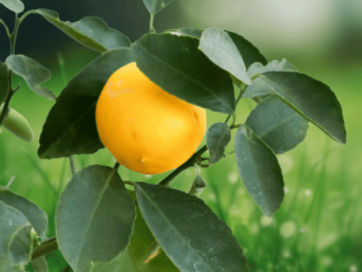 1 Meyer Lemon Live Plant 12 Inch Tall Well Rooted in 5 Inch Pot Citrus x meyeri