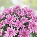 Blush Posy Mum Chrysanthemum Seeds 200+ Annual Flower Seeds Colorful Garden Chrysanthemum morifolium