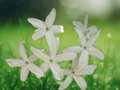 5 Seeds Jasminum trichotomum Three Forked Jasmine Climbing Vine