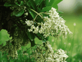 10 Seeds Viburnum odoratissimum Sweet Viburnum Evergreen Shrub