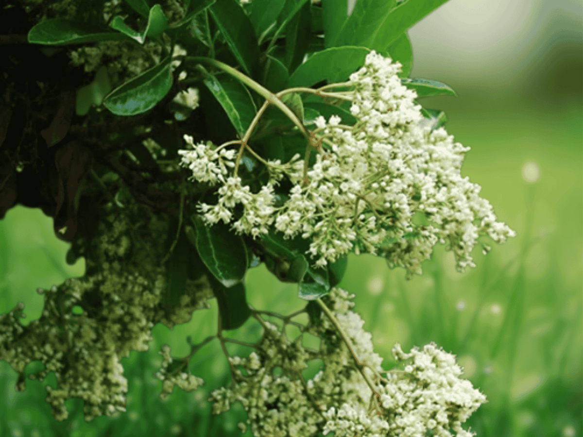 10 Seeds Viburnum odoratissimum Sweet Viburnum Evergreen Shrub