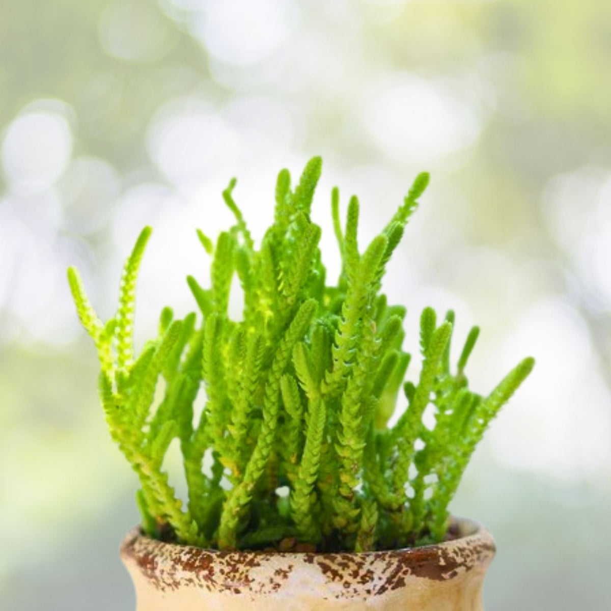 Organic Crassula Succulent Cuttings, Mixed Variety, 10 Pack, Plant Propagation, Home Decor, Crassula spp.