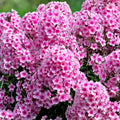 Phlox Seeds 125 Count Azure Beauty Annual Garden Flower Seeds Phlox paniculata