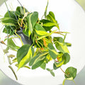 Philodendron Brazil Live Plant - 3 Inch Pot - Well Established Roots - Philodendron hederaceum