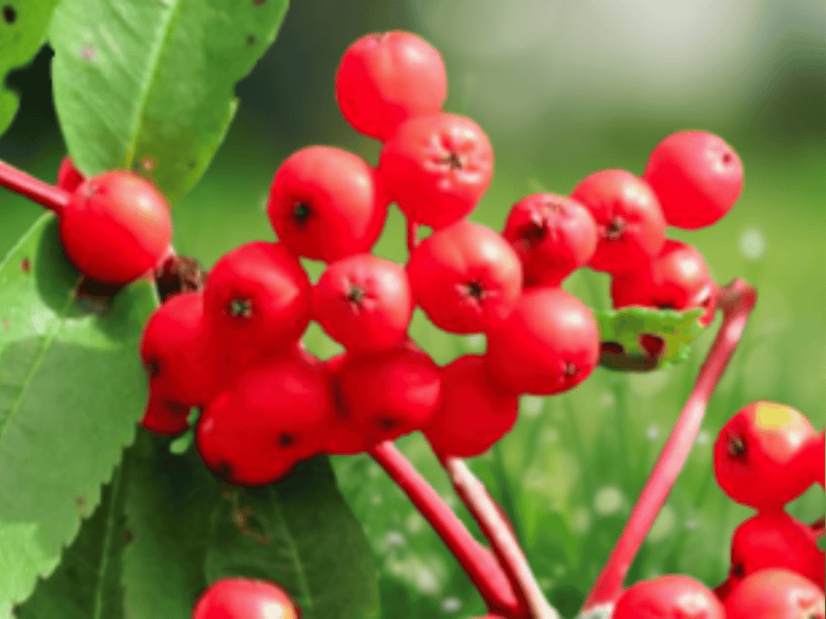 1 Live Plant European Mountain Ash Tree 20 Inch Tall Sorbus aucuparia 2 Year Old Starter Plant
