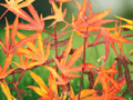 5 Seeds Acer sieboldianum Sode no Uchi Japanese Full Moon Maple Tree