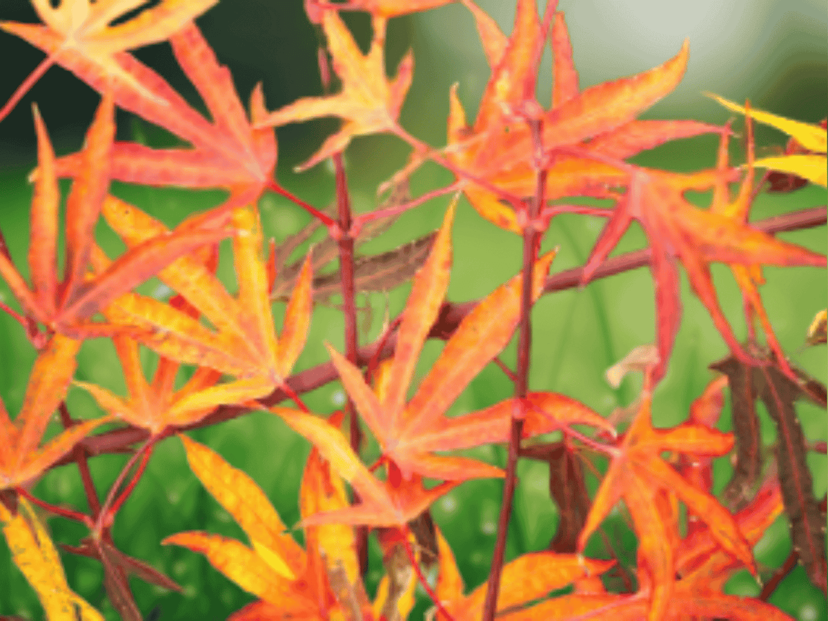 5 Seeds Acer sieboldianum Sode no Uchi Japanese Full Moon Maple Tree