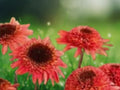 50 Seeds Raspberry Delight Coneflower Echinacea Perennial Pink Blooms Hardy Pollinator Flower Easy Grow Drought Tolerant Garden Plant