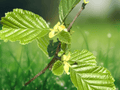 10 Seeds Common Alder Alnus glutinosa Deciduous Tree