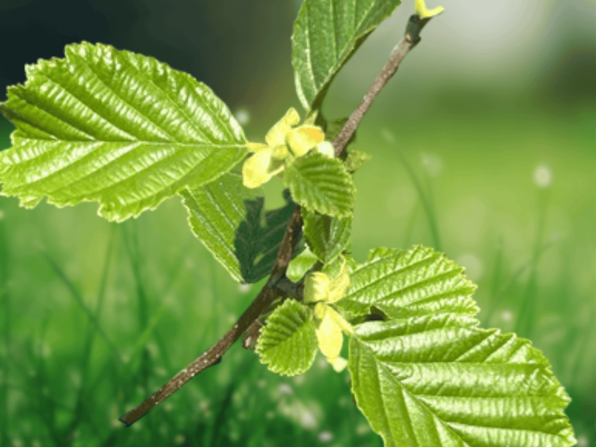 10 Seeds Common Alder Alnus glutinosa Deciduous Tree