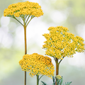 Yarrow Seeds - 1500 Non-GMO Fernleaf Yellow Flowers - Medicinal Pollinator Plant (Achillea millefolium)