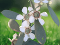 10 Seeds Coast Tea Tree Leptospermum laevigatum Coastal Evergreen Shrub