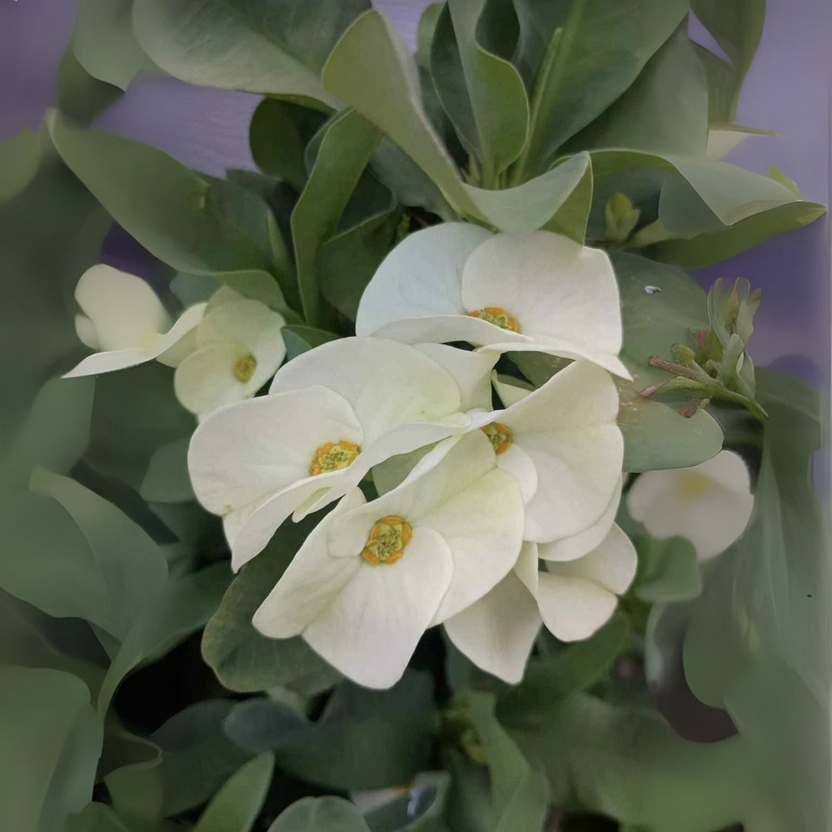 Large Flower White Crown of Thorns Cutting (1 Count, No Roots) - Euphorbia milii