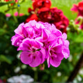 Vibrant Pink Maroon Geranium Live Plant 8 Inch - Pelargonium spp. - Unique Flowering Houseplant for Garden and Home Decor
