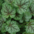 Heuchera 'Dale's Strain' Coral Bells Bare Root Plant – Silver Blue Foliage, Drought Tolerant Perennial Ground Cover