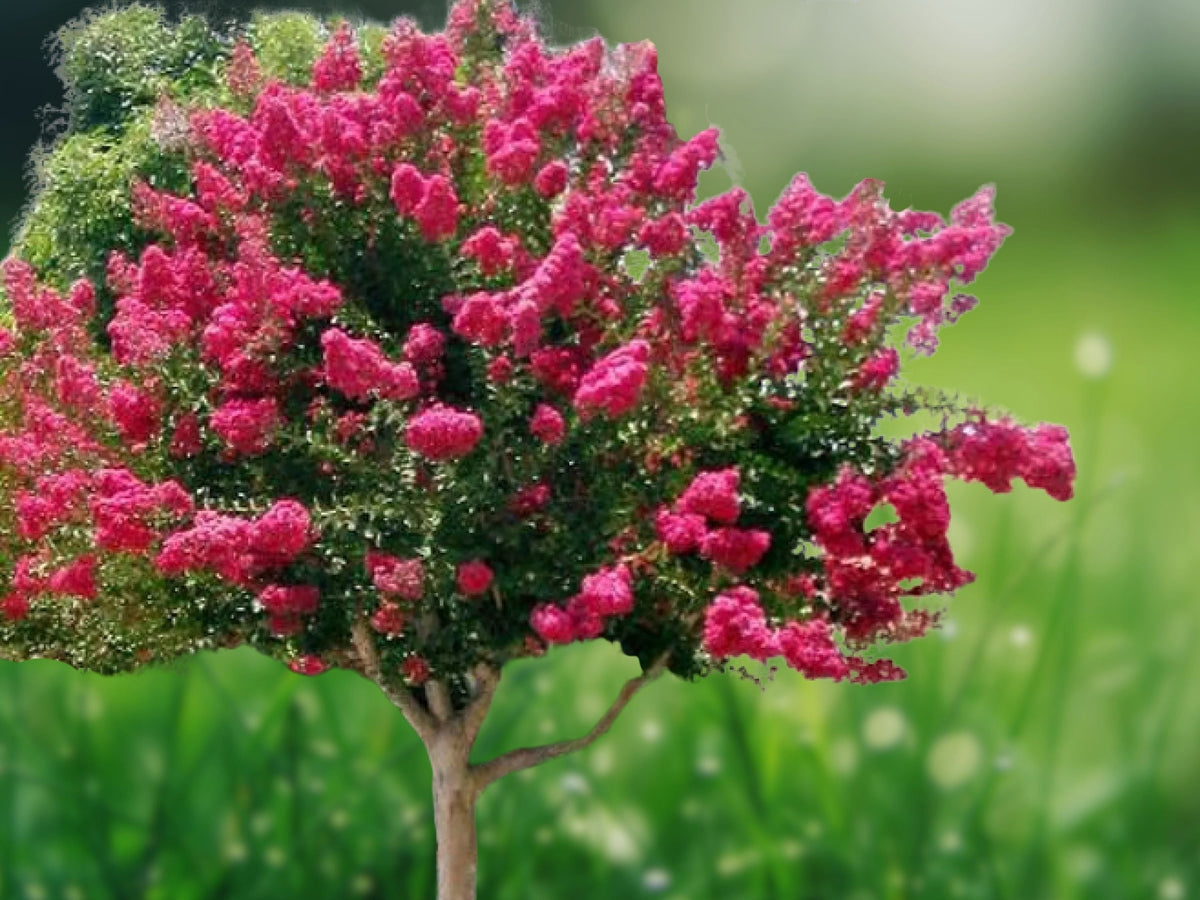 25 Seeds Pink Lilac Syringa Vulgaris Fragrant Blooms Cold Hardy Perennial Shrub Easy Grow Patio Cottage