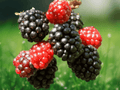 3 Live Plant Apache Thornless Blackberry Starter Plug Rubus fruticosus