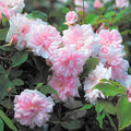 Cecile Brunner Rose Cuttings - 10 Premium Unrooted Fragrant Plants - Rosa 'Cecile Brunner' - USPS Shipping