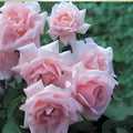 New Dawn Climbing Rose Cuttings – 6 Fresh Unrooted Propagation Cuttings – Rosa 'New Dawn' – Garden, Landscaping, Flowering Plant