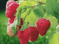 1 Live Plant Caroline Raspberry Bush Rubus idaeus Starter Plug