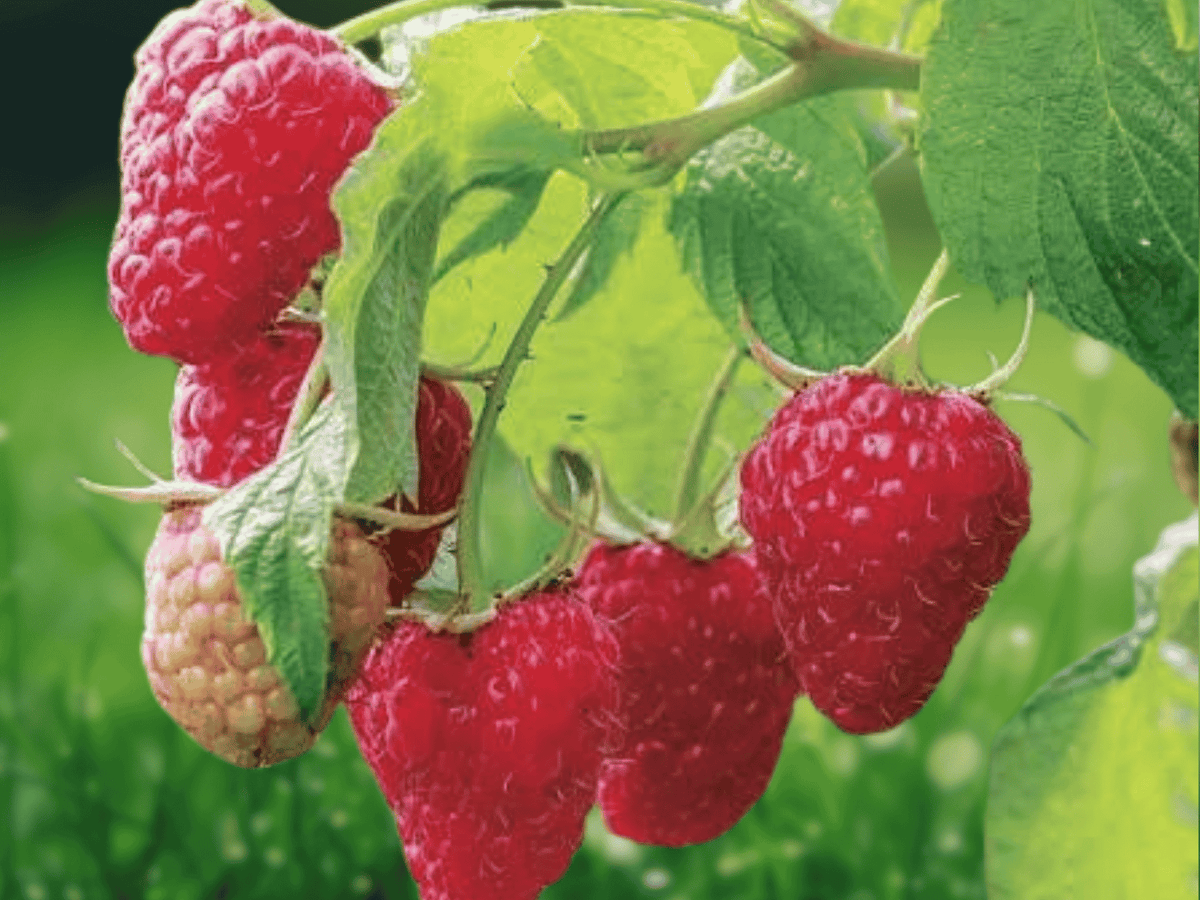 1 Live Plant Caroline Raspberry Bush Rubus idaeus Starter Plug