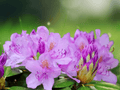 10 Seeds Rhododendron catawbiense Catawba Rhododendron Shrub