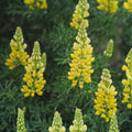 Lupine Seeds - 20+ Seeds - Golden Yellow Flowers - Beautiful Lupinus perennis