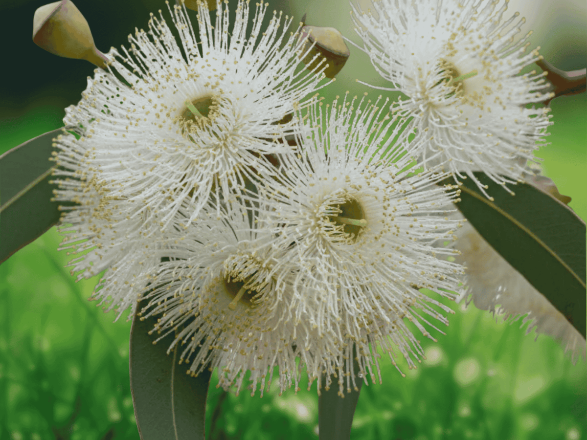 10 Seeds River Red Gum Eucalyptus camaldulensis Fast Growing Shade Tree