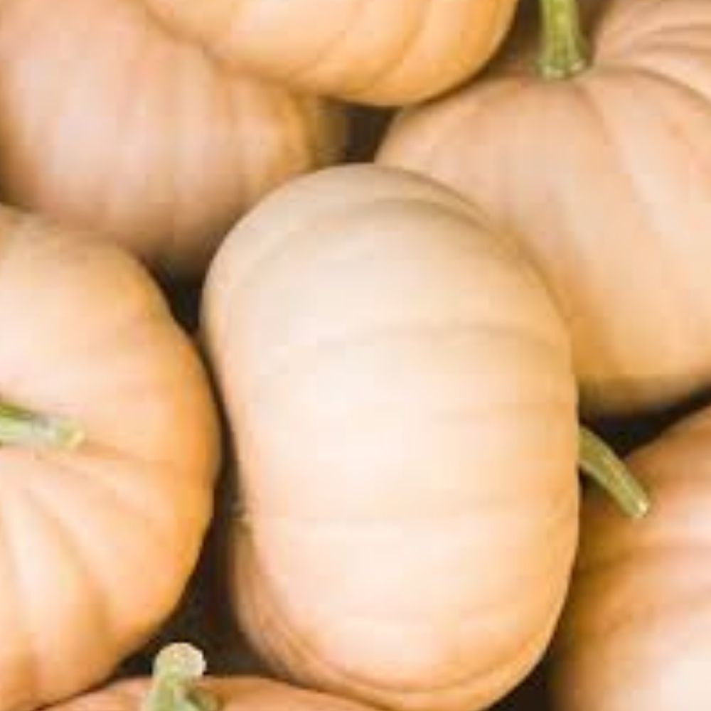 Long Island Cheese Pumpkin Seeds 10 Organic Seeds Cucurbita maxima USA Grown Heirloom Variety