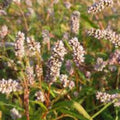 Pinkweed Seeds 50 Count - Smartweed Persicaria pensylvanica for Planting and Garden Use