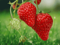 25 Bareroot Plants Galletta Strawberry Superhardy Vigorous June Bearing