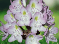 10 Seeds Rhododendron carolinianum (Rosebay Rhododendron) Evergreen Shrub
