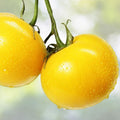 Yellow Tomato Seeds - 50+ Seeds, Sunny Boy Variety - Perfect for Planting, Heirloom Quality, Made in USA - Solanum lycopersicum