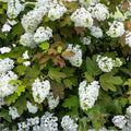 Blush Quill Hydrangea Seeds 85 or 250 Non-GMO Flower Seeds Hydrangea quercifolia Oakleaf Variety