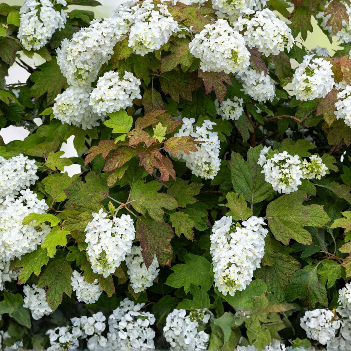 Blush Quill Hydrangea Seeds 85 or 250 Non-GMO Flower Seeds Hydrangea quercifolia Oakleaf Variety