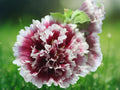 25 Seeds Double Purple Hollyhock Perennial Hardy Fluffy Violet Tall Border Cottage Garden Ornamental