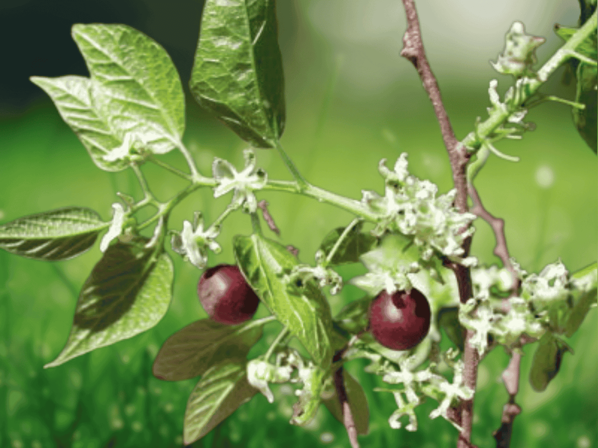 20 Seeds Sugar Hackberry Sugarberry Celtis laevigata Shade Tree Wildlife Friendly
