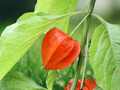 10 Seeds Physalis alkekengi Chinese Lantern Hardy Perennial Ornamental Garden