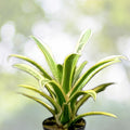 Hohenbergia Edmundoi (Albo) Plant - Rare Tropical Bromeliad - Unique Indoor Houseplant for Collectors - Perfect for Indoor Gardens