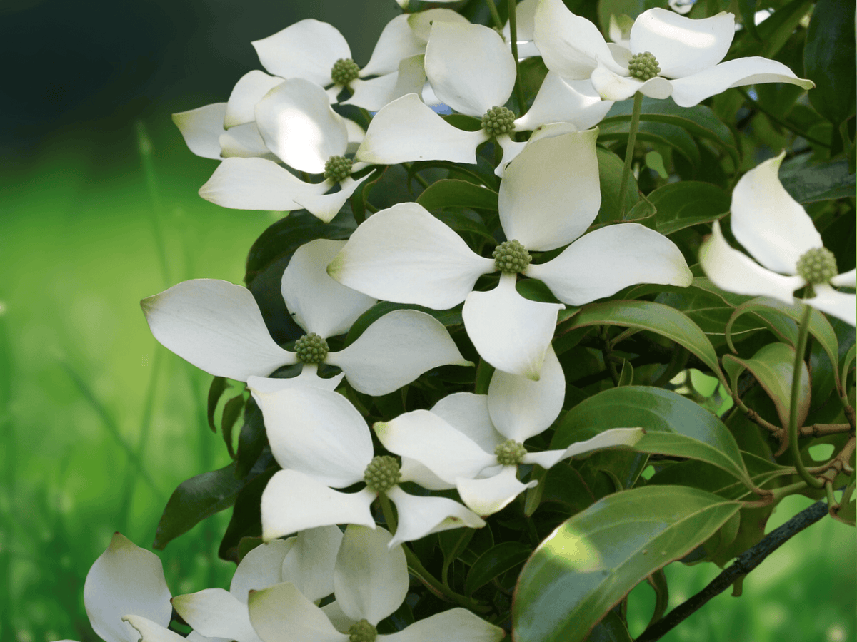 5 Seeds Cornus hongkongensis Evergreen Dogwood Tree Ornamental Evergreen Flowering Tree Landscape Specimen